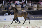 مزاد كتارا للخيل.. 4 مليون ريال للمهرة تهاليل الشقب في مزاد كتارا للخيل العربية